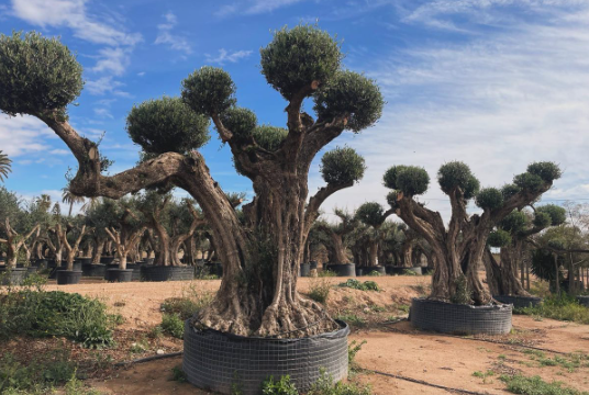 Tips for choosing Wholesale centenary olive trees and making the right purchase